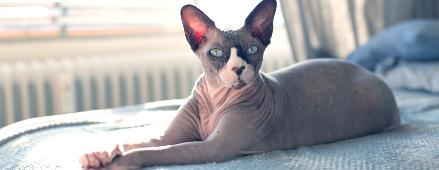 Hairless cat with no hot sale eyes